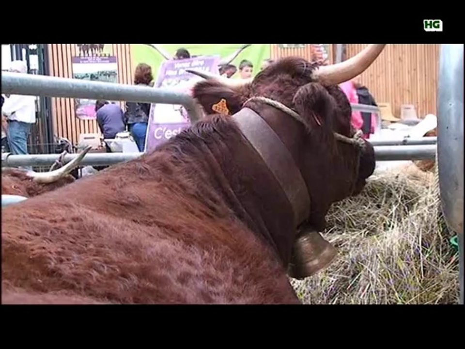 festival de l'élevage à Brive la Gaillarde