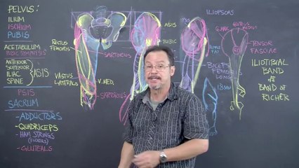 06.Muscles.Thigh-tendons.6