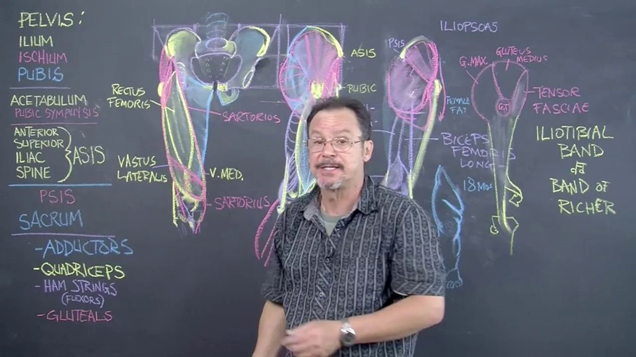 06.Muscles.Thigh-tendons.6