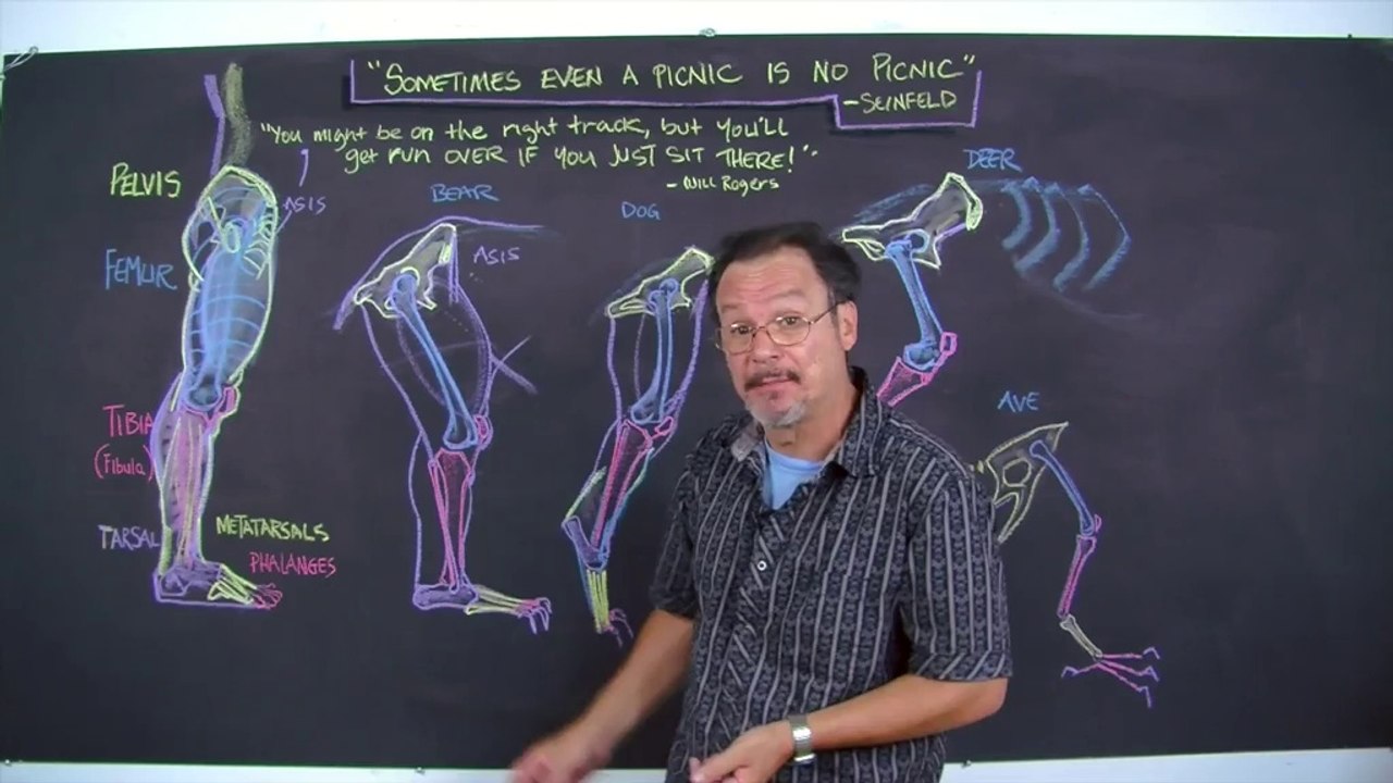 01.Comparative.Anatomy
