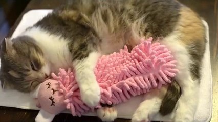 Oyuncağı ile Huzur İçinde Uyuyan Kedi