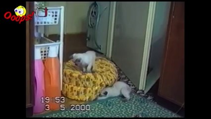 Pranks - Gags - Win - Fail.104