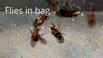 How to make a Simple Fruit Fly trap.House  Fly trap