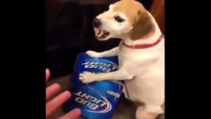 Dog Protective over his beer DOG LOVES BEER Vine By Jon Langston