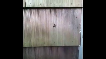 What Happens when Two ghetto girls find a spider