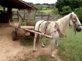 Tek manevra ile park yapan at