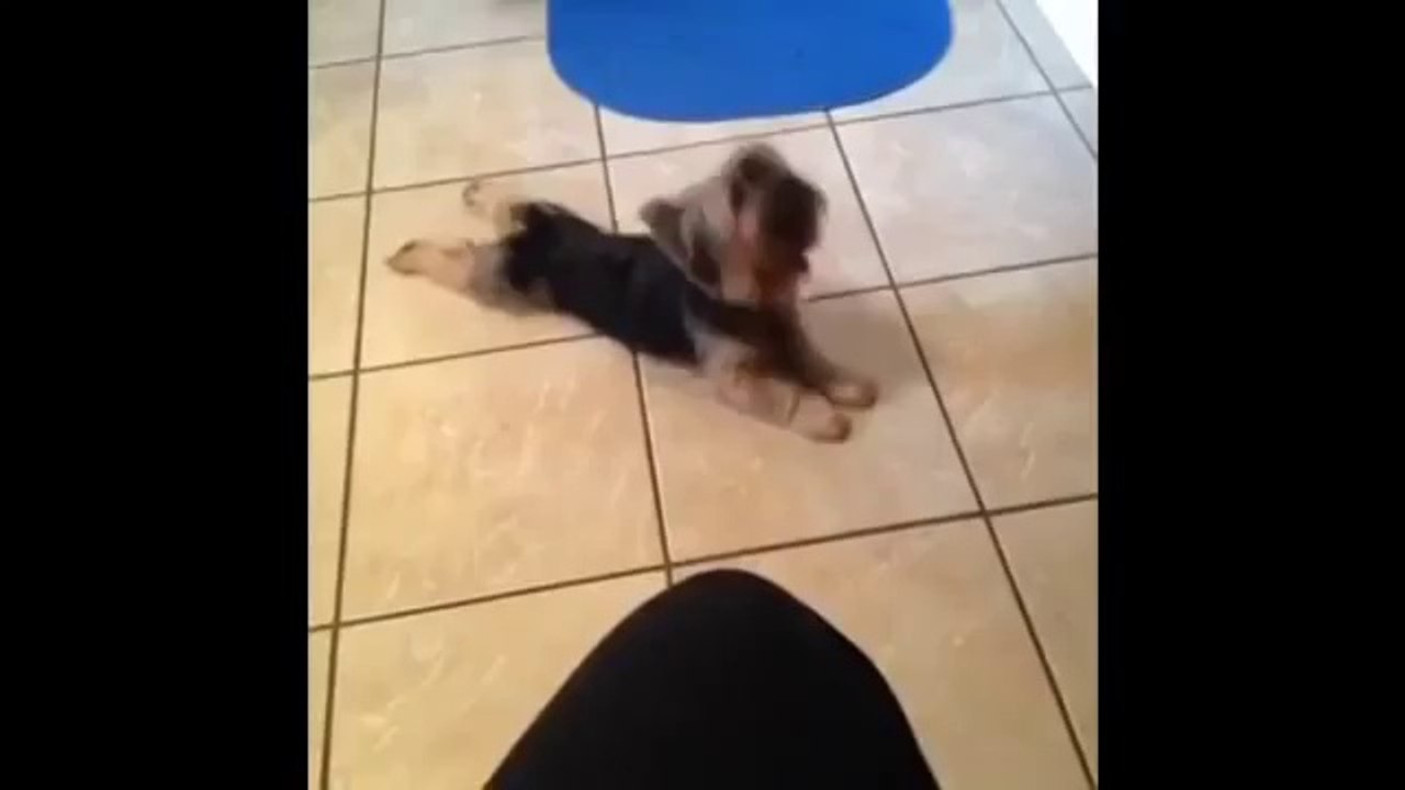 Dog is Willing to act disabled for attention! Lol Vine by Lisa Diaz