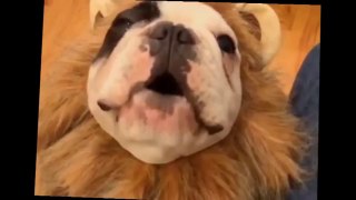 Cute Pug Tries to Roar Like A Lion. Talking Frenchie