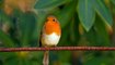 Nature sounds - Robin singing, birdsong.