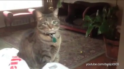 Download Video: Violent Cat attacks on their masters... Pet compilation!