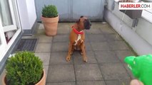 Boxer Cinsi Köpeğin Suyla İmtihanı