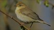 Nature sounds - Yellow Warbler  birdsong, Setophaga petechia