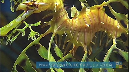 Australian Nature is Inspirational