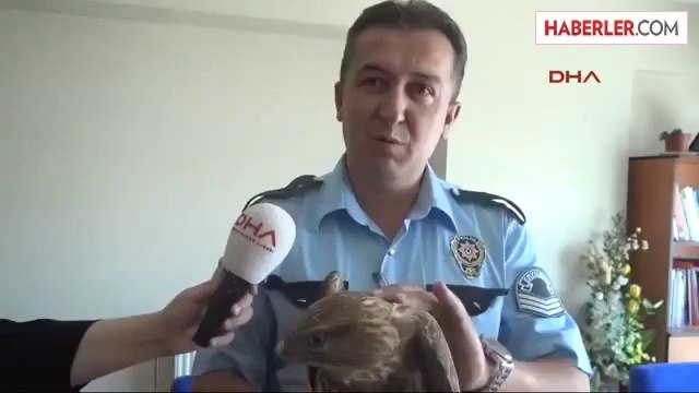 Polisin Bahçede Bulduğu Yaralı Kızıl Şahine Tedavi