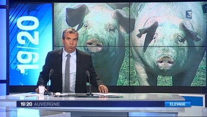 Reportage sur les abeilles (France 3 Auvergne le 9 septembre)