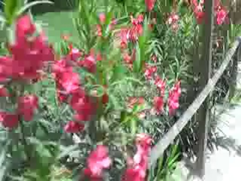 ejaz welcome entry