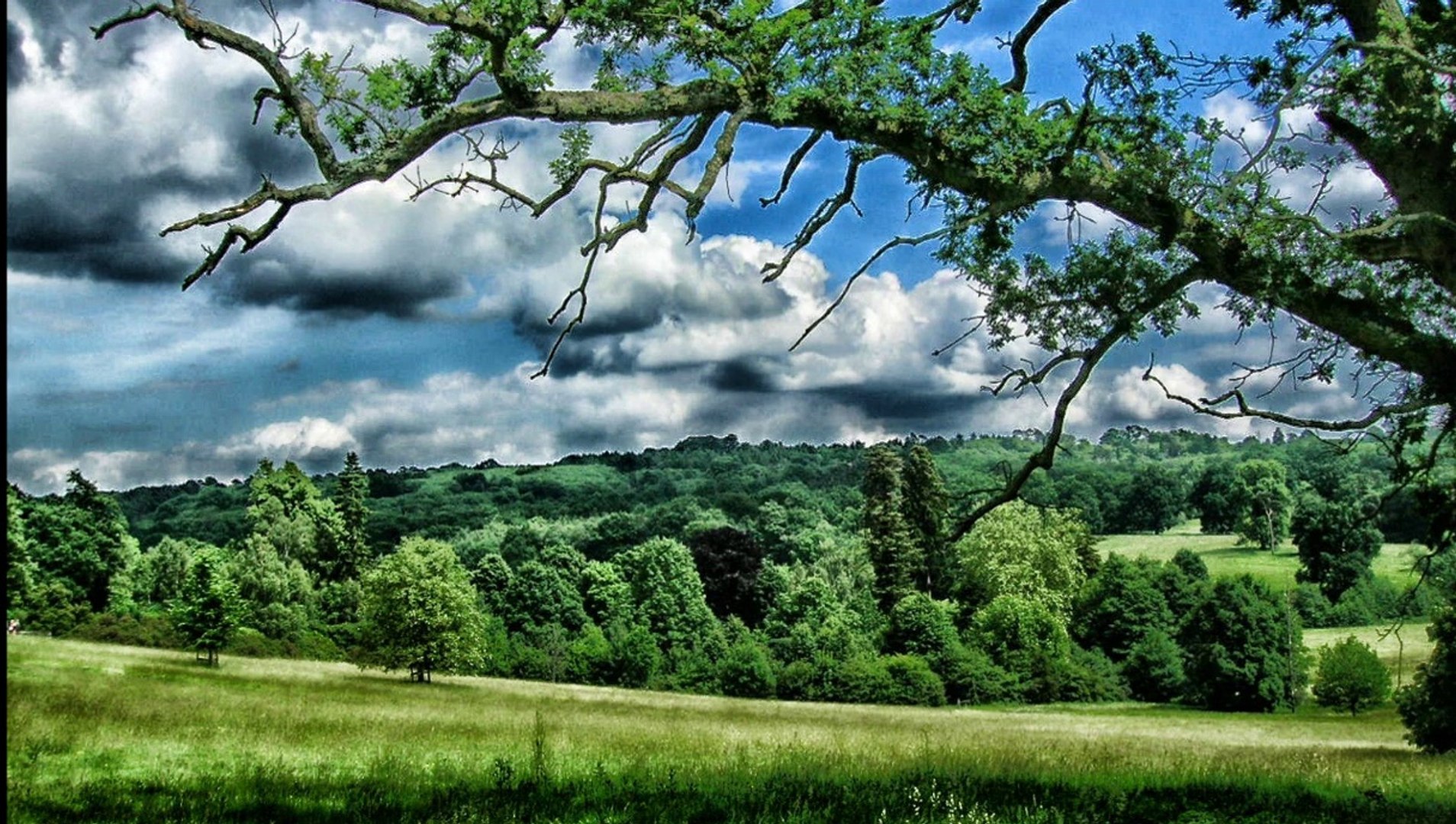 ⁣Nature sounds - Summer birdsong in the countryside