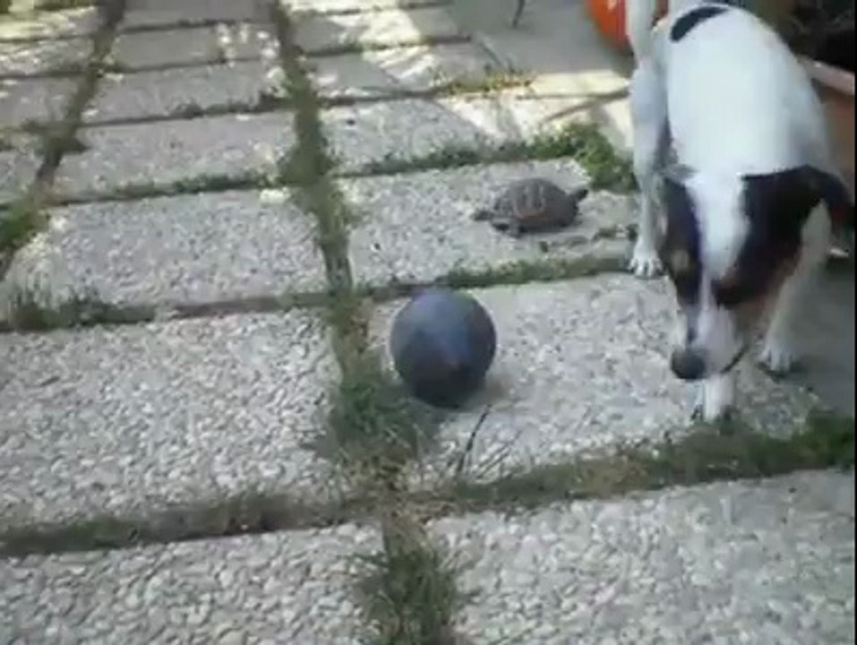 BAK SEN ŞU 'TOSBAĞA'YA