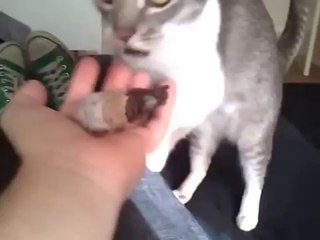 Cat Loves to Play Fetch