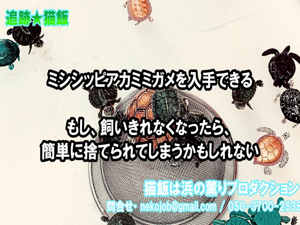 哀愁のミドリガメ