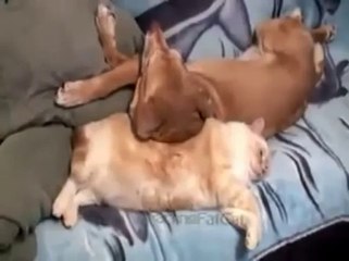 Cat Farts in Dogs Face - Fails World