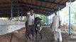 Cows for Qurbani in Bhains Colony Karachi 2014 JNN MAndi