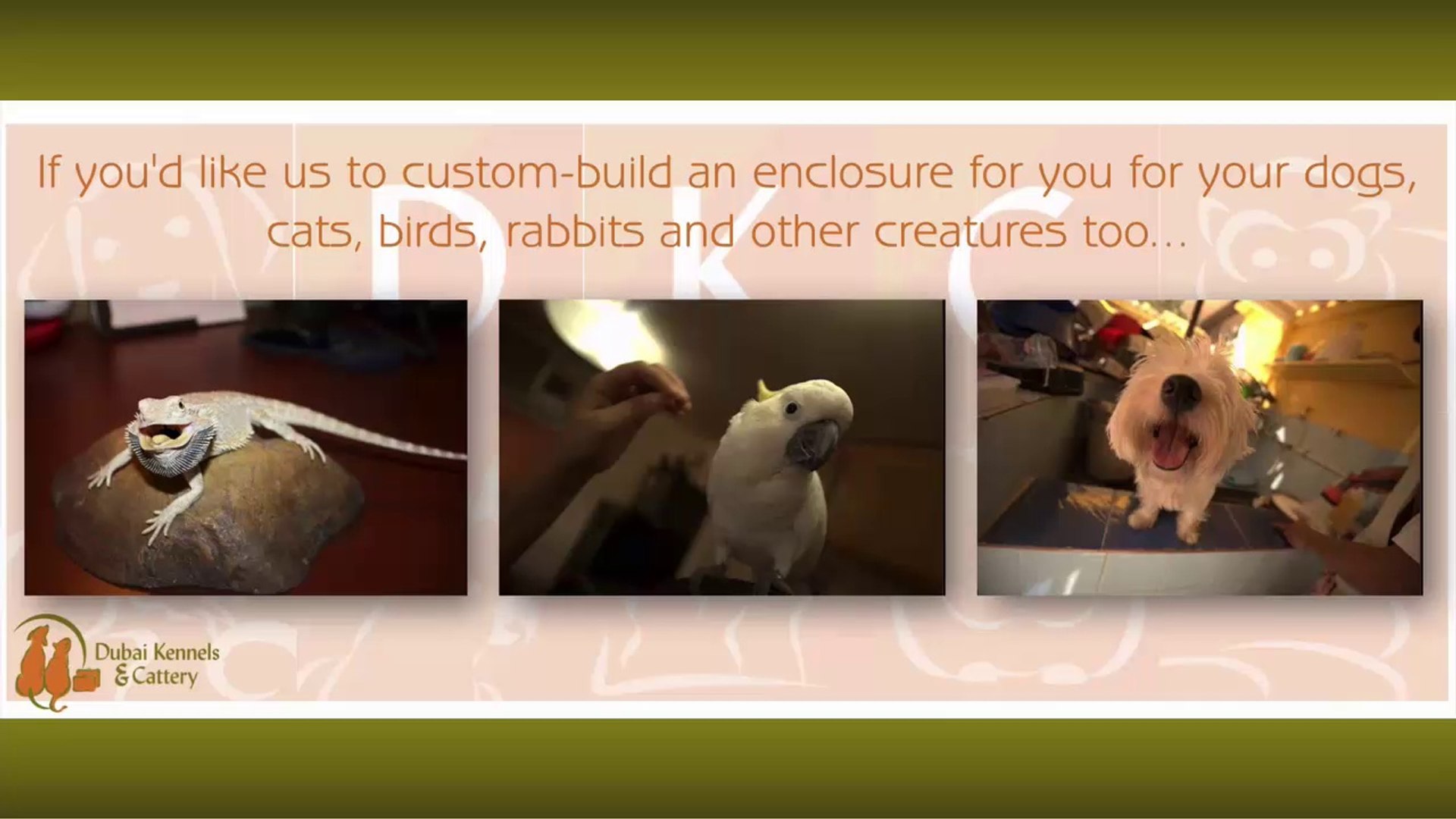 ⁣Different Techniques On How To Train Your Kitten - Dubai Kennels & Cattery