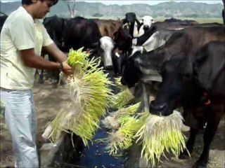Hydroponic green fodder