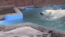 Mating Polar Bears in Zoo