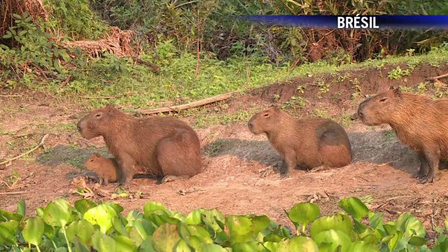 AFP - Le JT, 1ère édition du samedi 13 septembre. Durée: 01:48