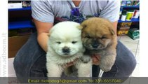 NAPOLI,    CUCCIOLI DI CHOWCHOW