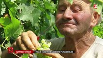 En Italie, des vendanges à 20 mètres de hauteur