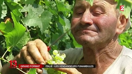 En Italie, des vendanges à 20 mètres de hauteur