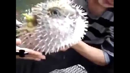 Puffer Fish Look So Weird!