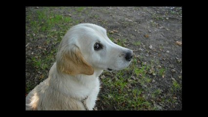 Bretagne Céleste First et Ikio