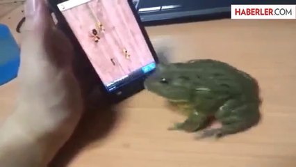 Sinirlenen Kurbağa Az Daha Sahibinin Parmağını Koparıyordu