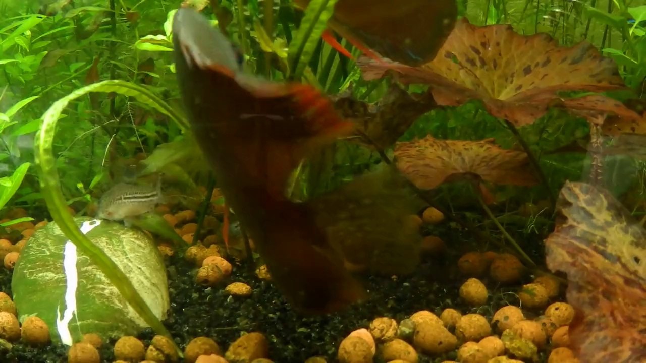 Nouvelle ponte de discus