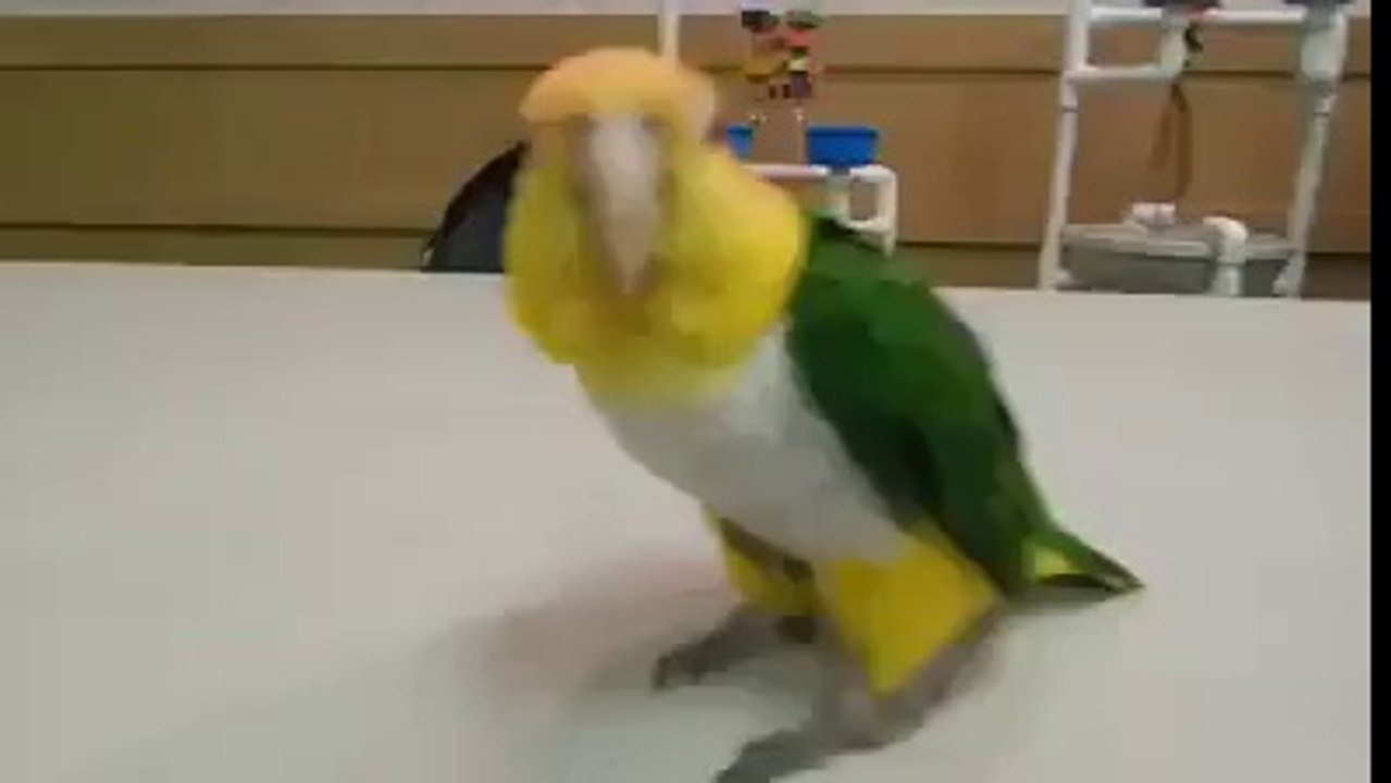Happy Yellow-thighed caique