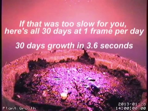 USB LED Plant Grow Light Indoor Office Desk Plant Growth Fill Lamp