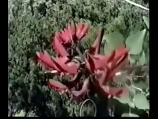 ALPHA PRIEST (DOCUMENTARY) - PART 1 - 1997 - Directed by Rennie Cowan