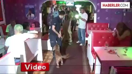 Narkotik Köpekleriyle Barlarda Uyuşturucu Uygulaması