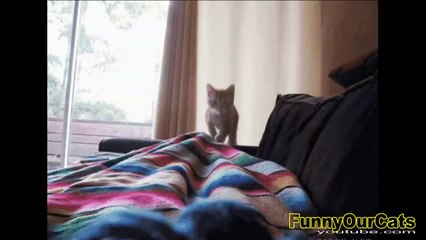 Compilation de chats marrants