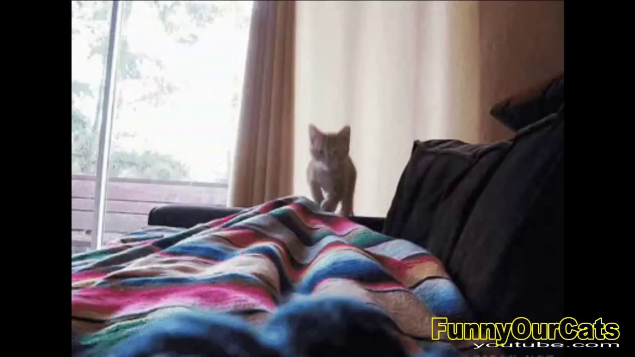 Compilation de chats marrants