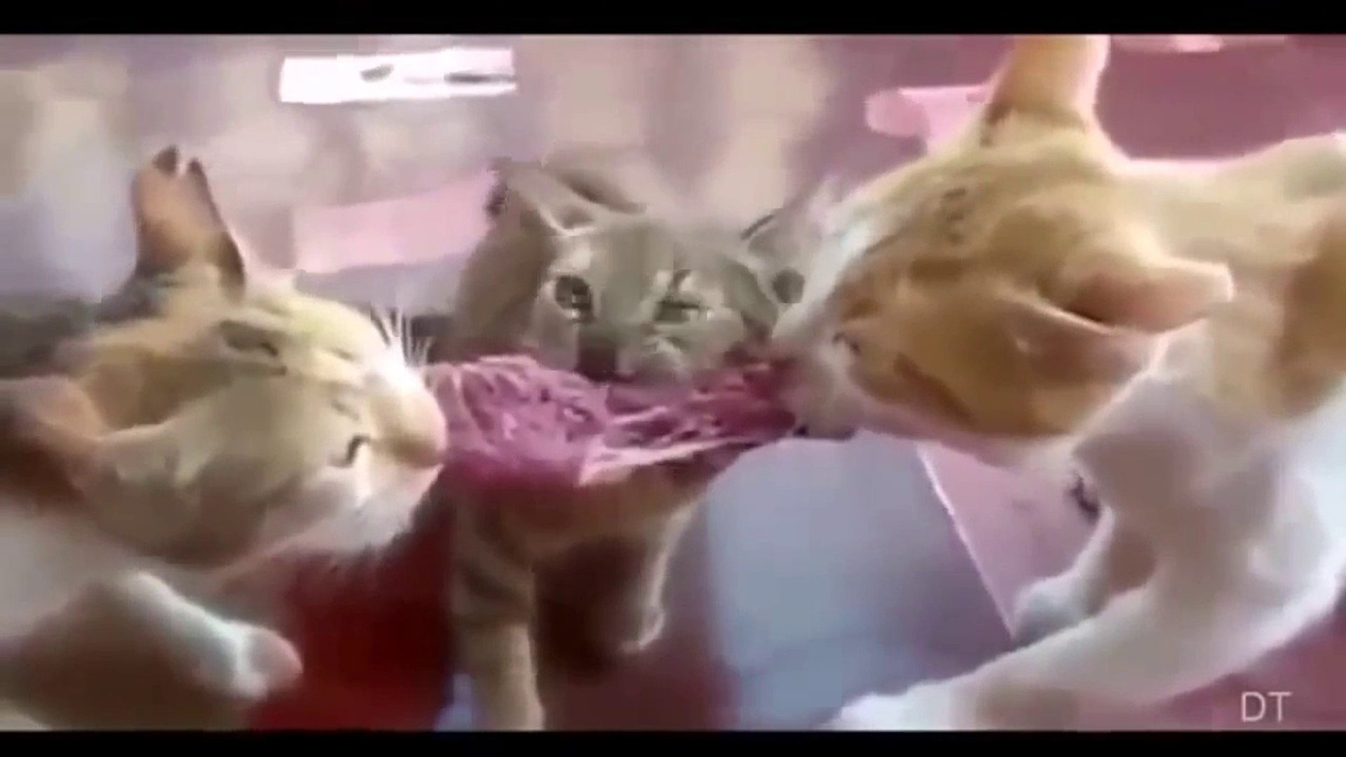 Compilation De Chats Marrants Video Dailymotion
