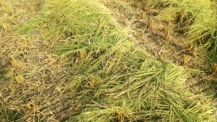 waraich zari form sheikhupora