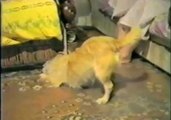 Determined Dog Tries to Catch Sneaky Mouse