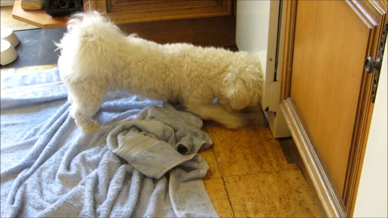 Freddie moth chasing