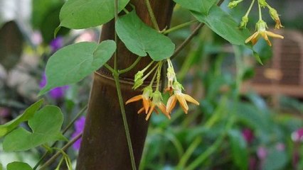 Rimi Natsukawa - 夜来香 - Ye Lai Xiang