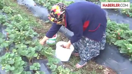 Fındık bahçesini, çilek tarlasına dönüştürdü -