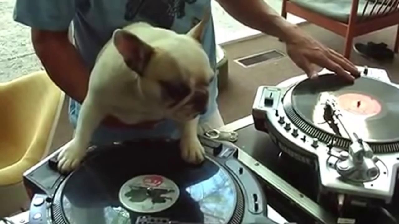 Compilation de chiens marrants